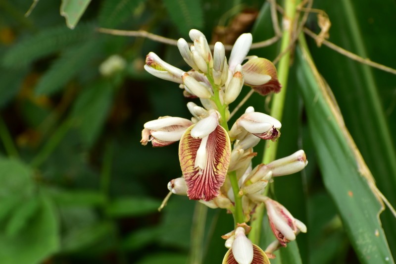 Lesser Galangal photo 7