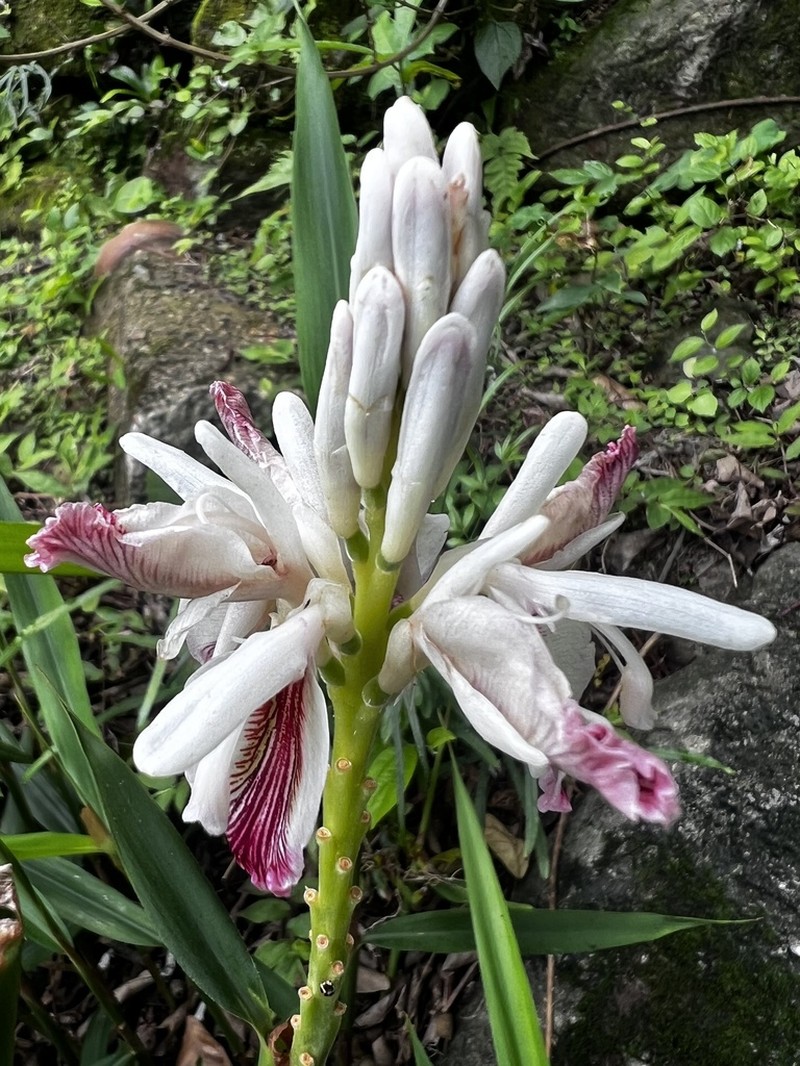 Lesser Galangal photo 8