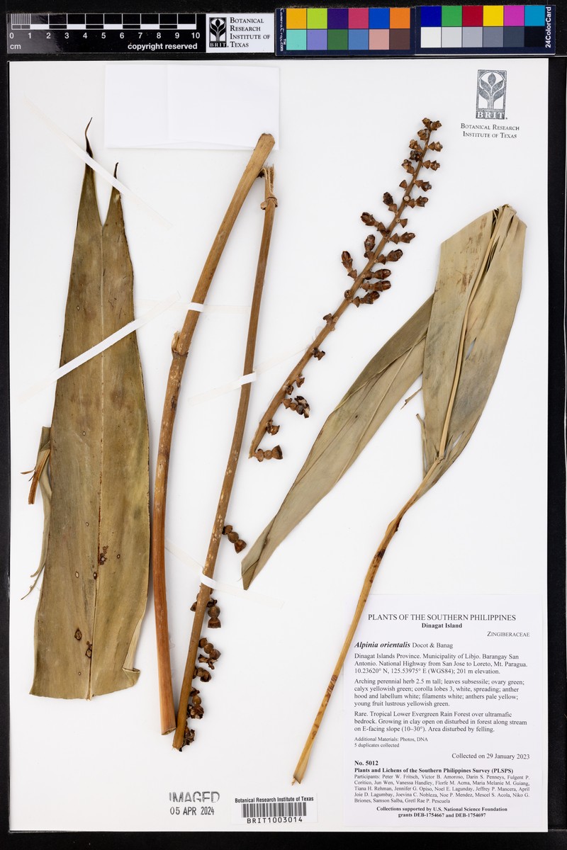 Alpinia orientalis