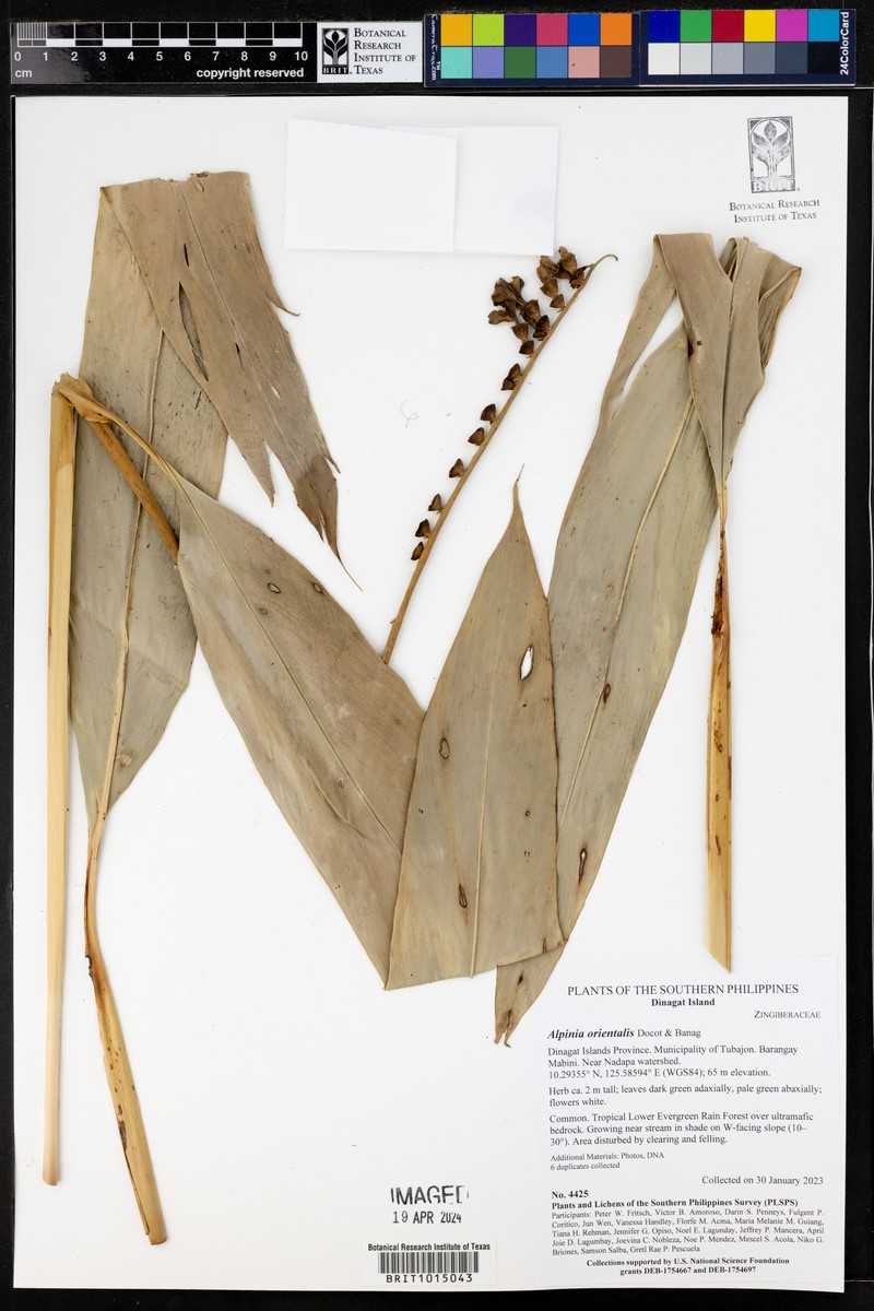 Alpinia orientalis photo 2