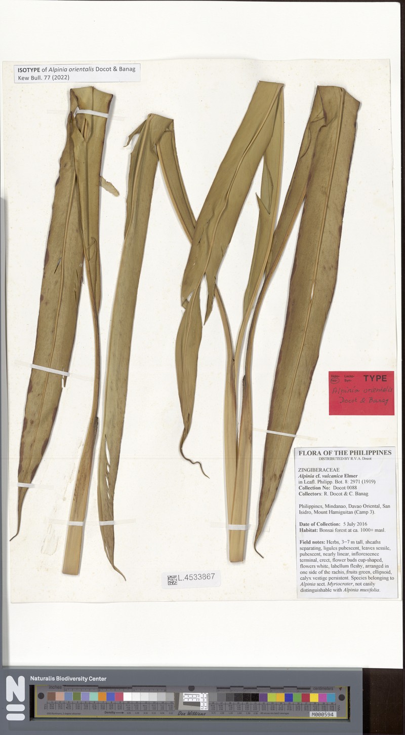 Alpinia orientalis photo 3