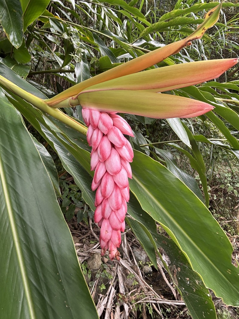 Alpinia oui photo 2