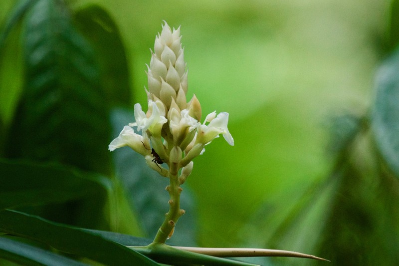Alpinia oxymitra