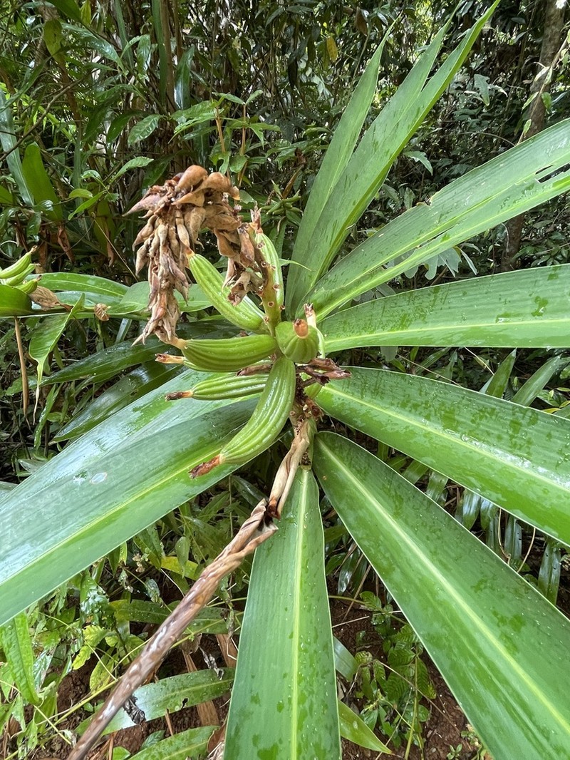 Alpinia oxymitra photo 2