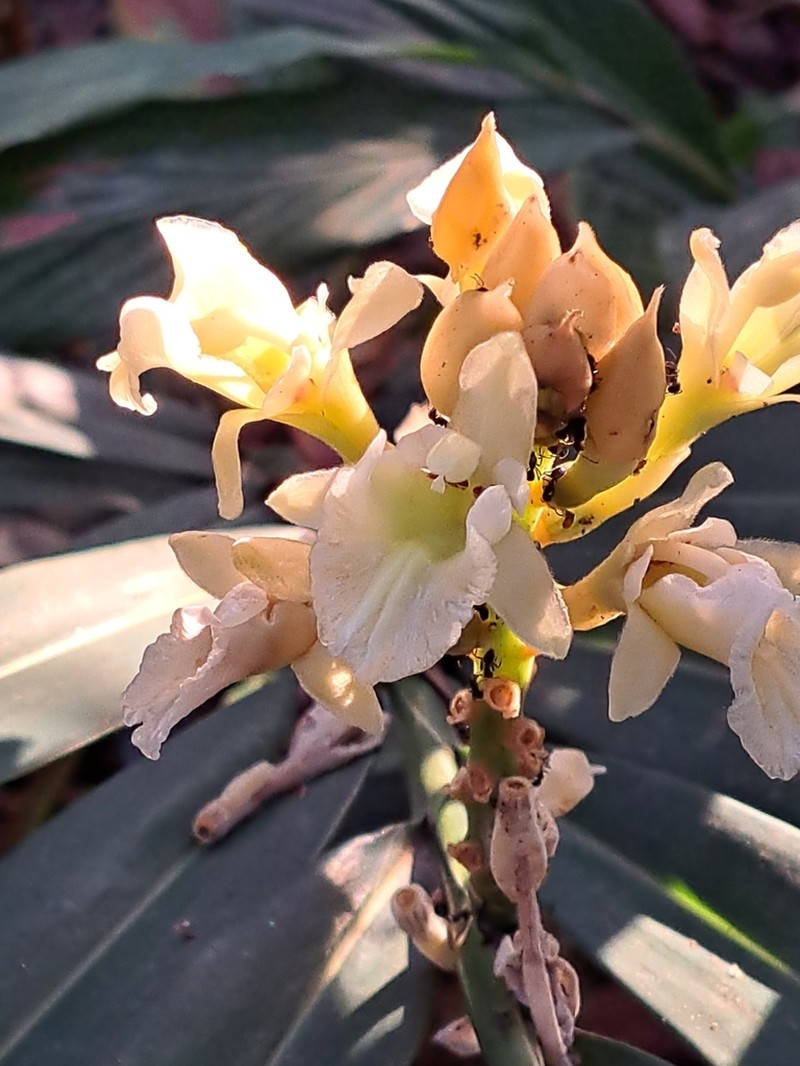 Alpinia oxymitra photo 3