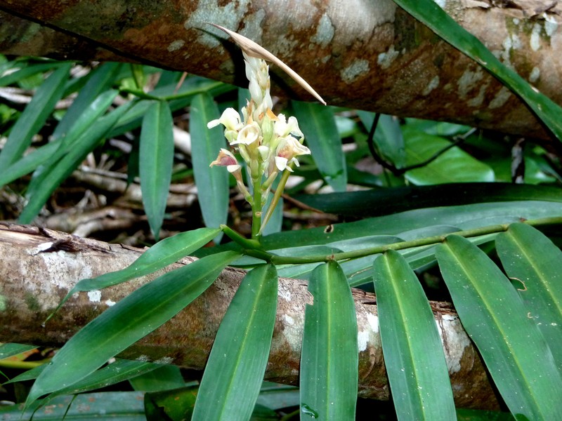 Alpinia oxymitra photo 4