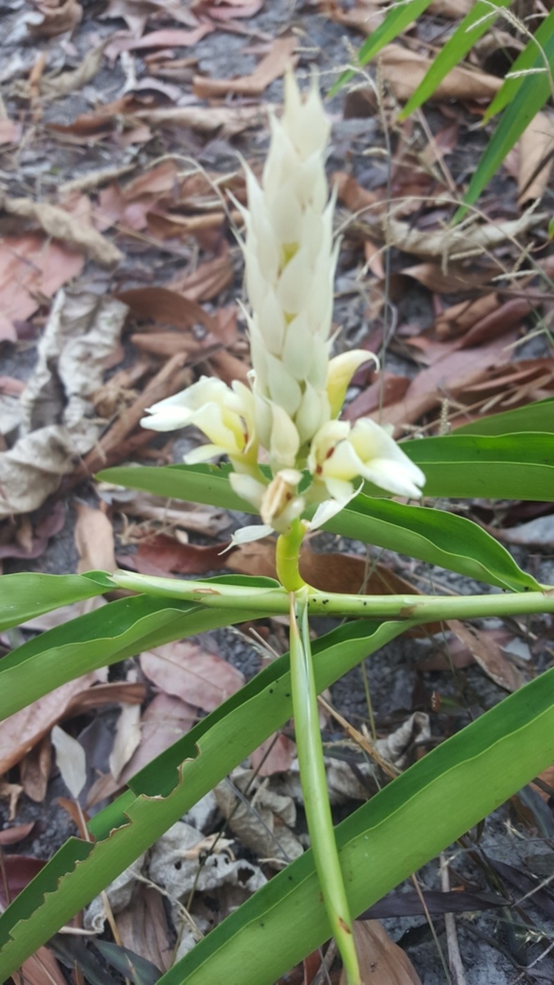Alpinia oxymitra photo 5
