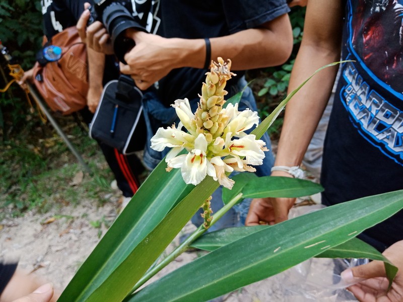Alpinia oxymitra photo 6