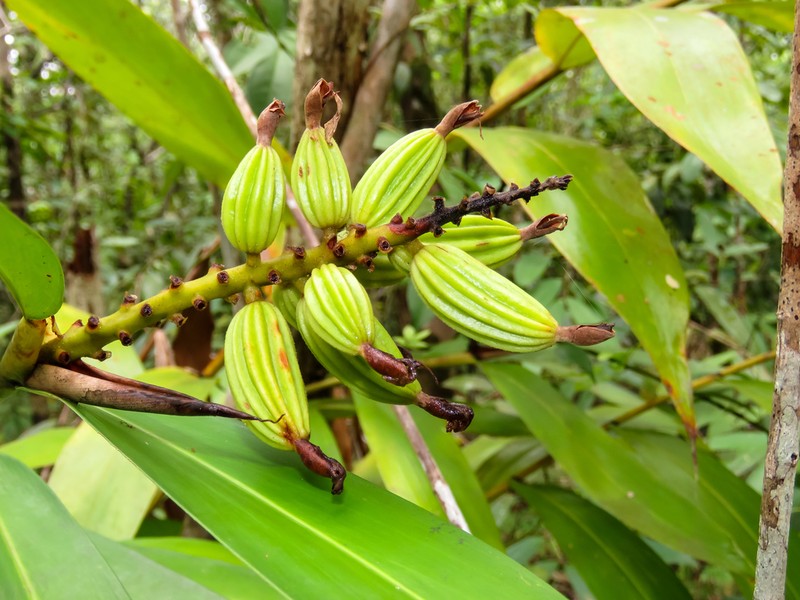 Alpinia oxymitra photo 7