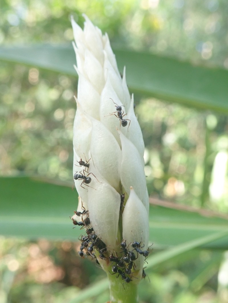Alpinia oxymitra photo 8