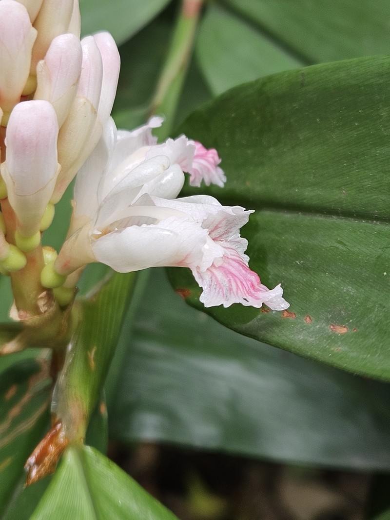 Alpinia oxyphylla photo 2