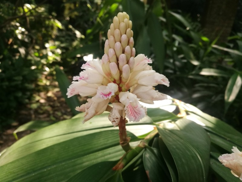 Alpinia oxyphylla photo 3