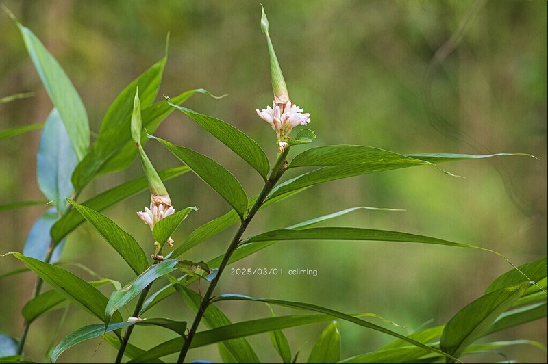 Alpinia oxyphylla photo 4