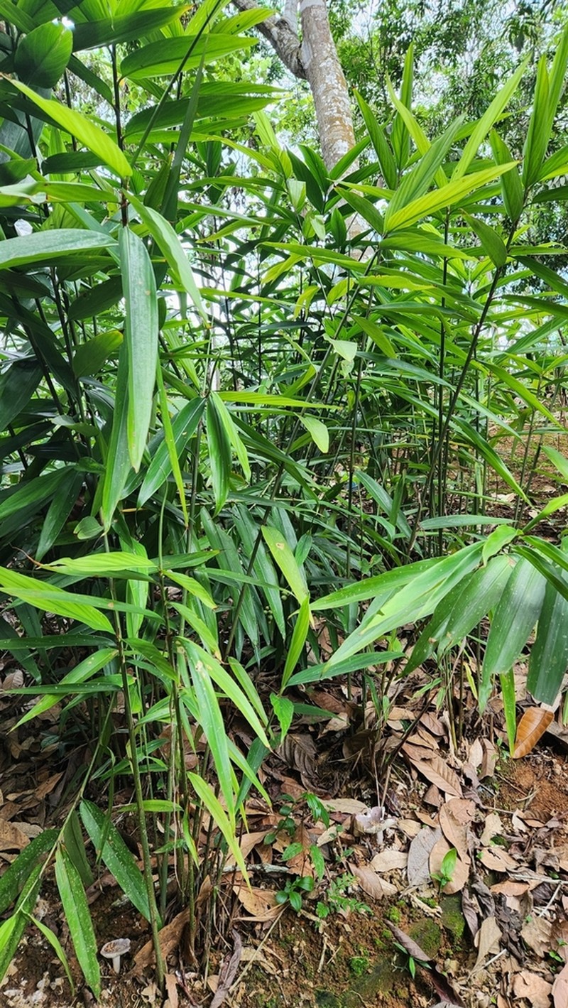 Alpinia oxyphylla photo 5