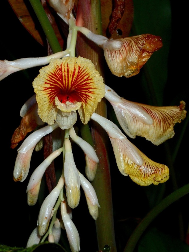 Alpinia petiolata