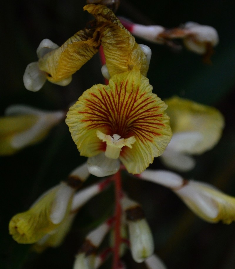Alpinia petiolata photo 2