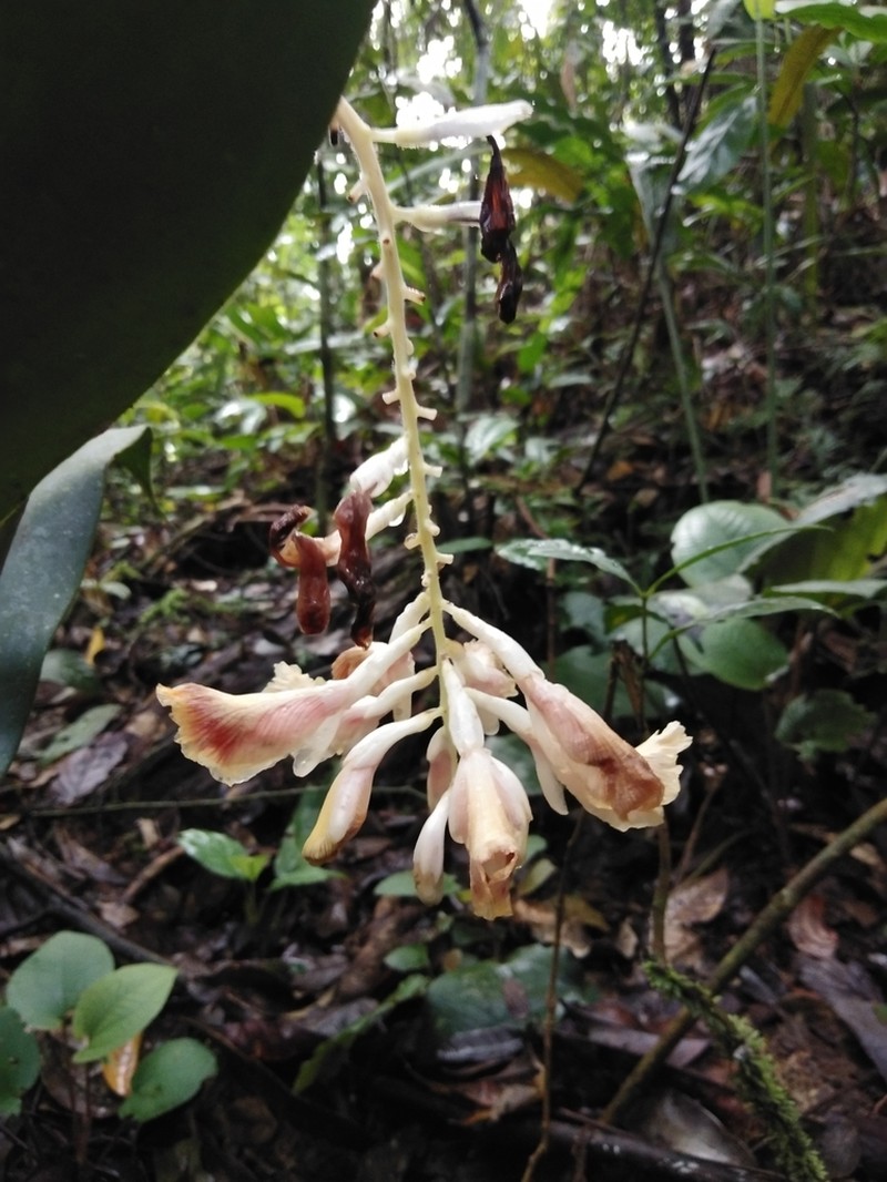 Alpinia petiolata photo 3