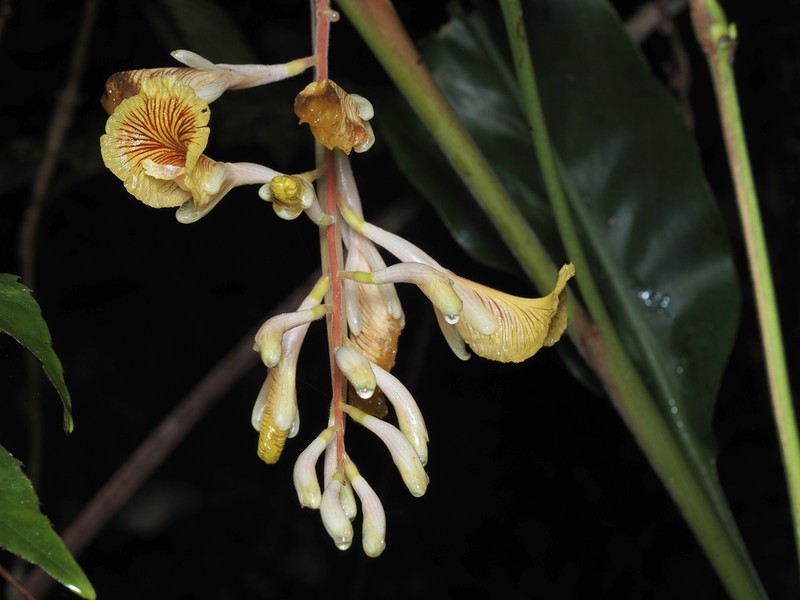 Alpinia petiolata photo 4