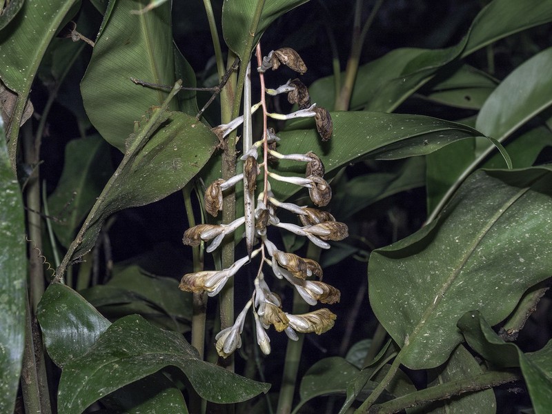 Alpinia petiolata photo 5