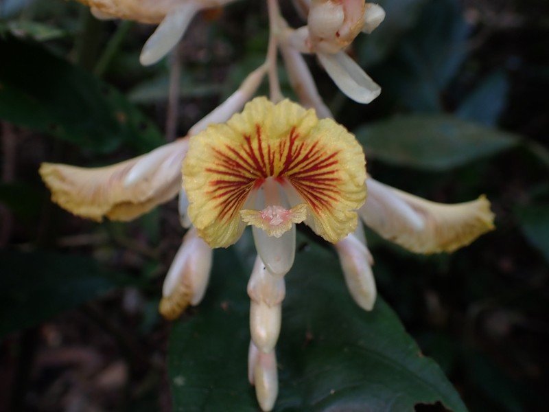 Alpinia petiolata photo 6