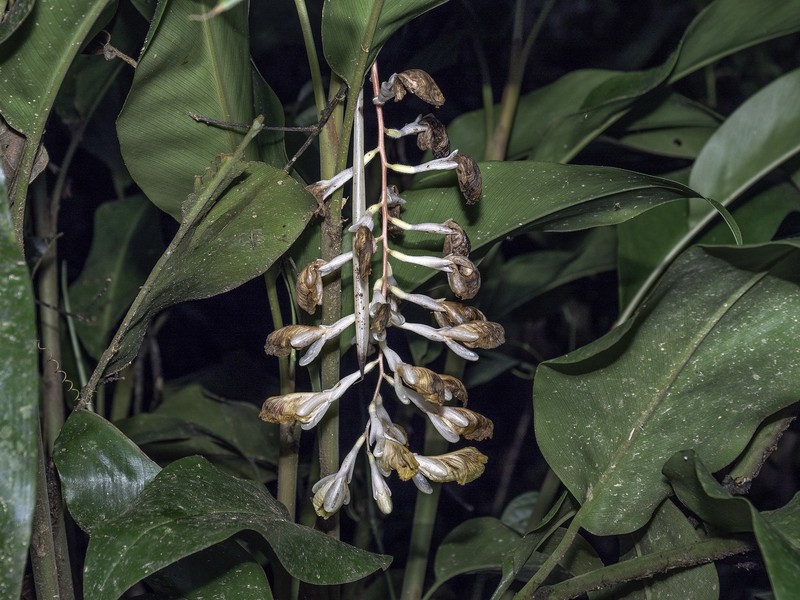 Alpinia petiolata photo 8