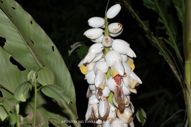 Alpinia platychilus