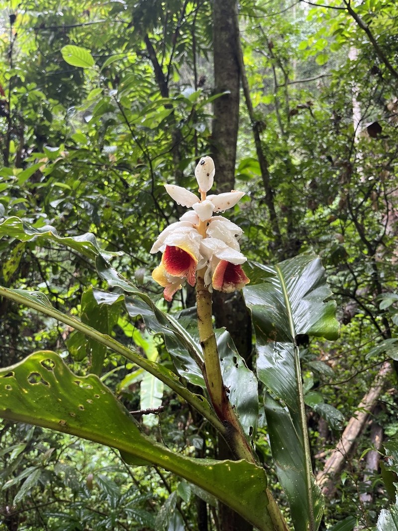 Alpinia platychilus photo 2