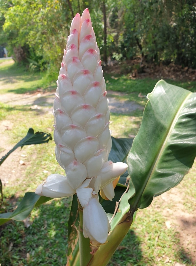 Alpinia platychilus photo 3