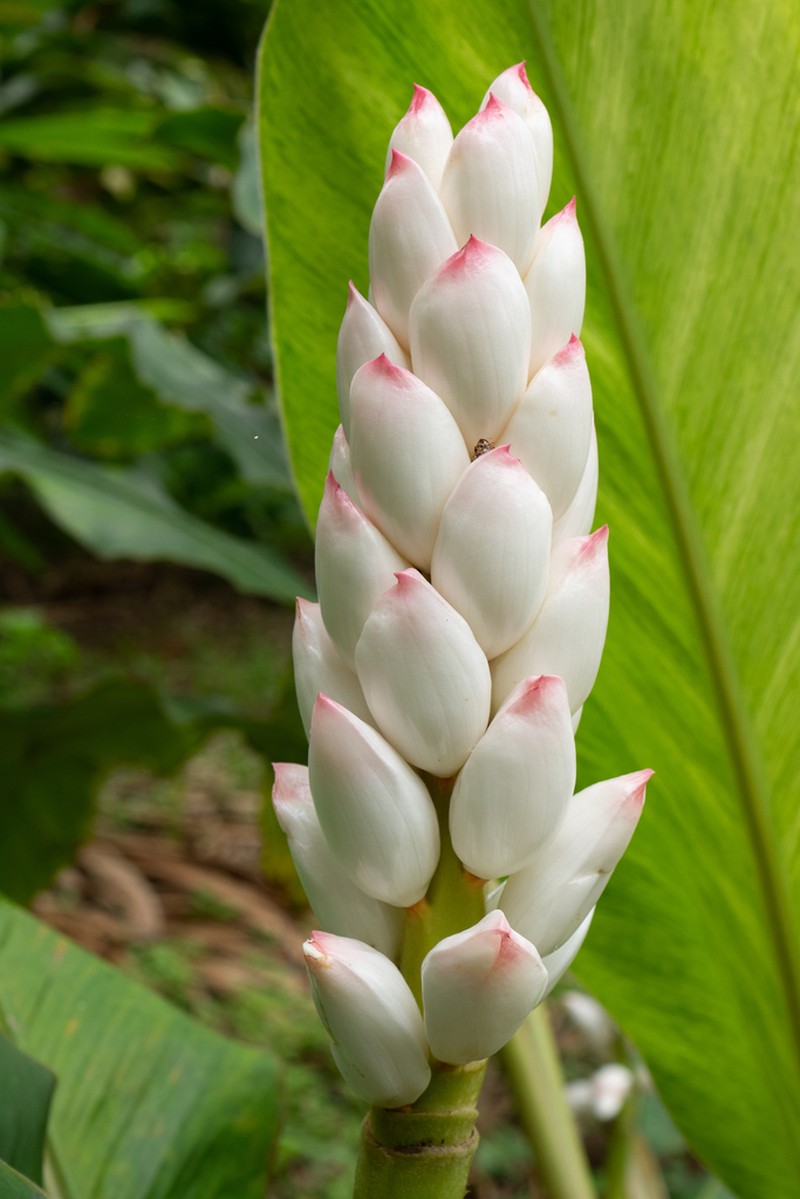 Alpinia platychilus photo 4