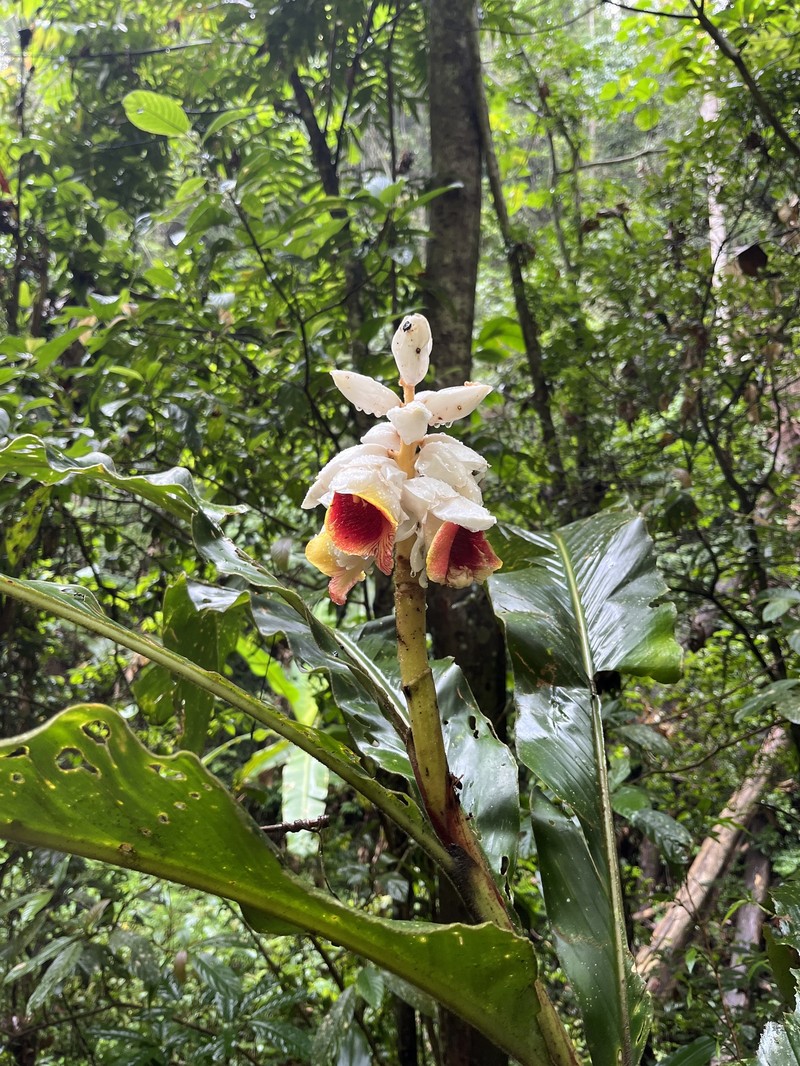 Alpinia platychilus photo 5