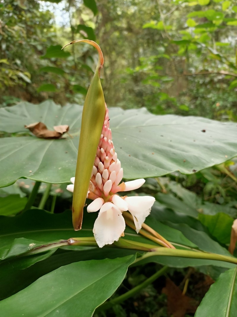 Alpinia pricei