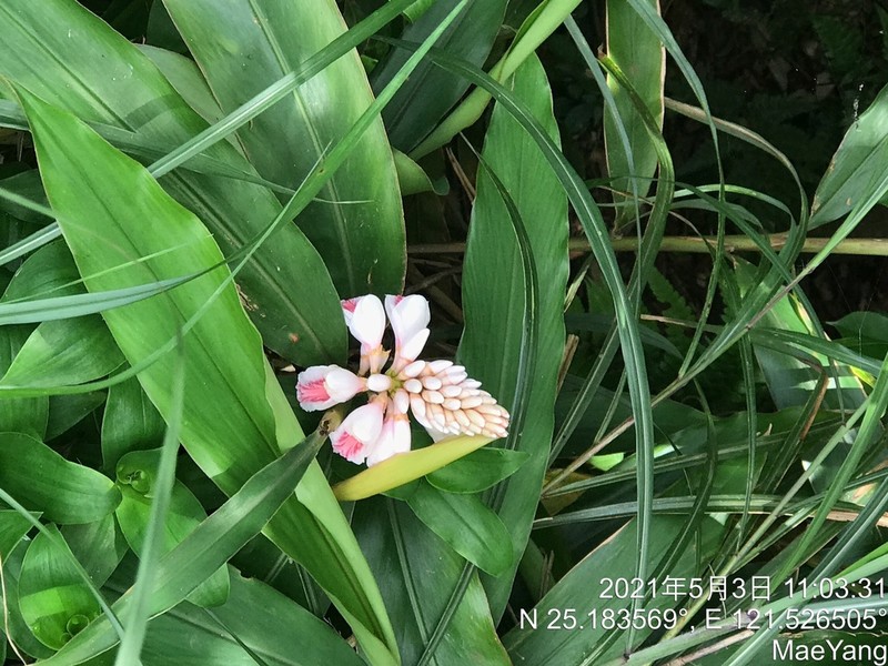 Alpinia pricei photo 2