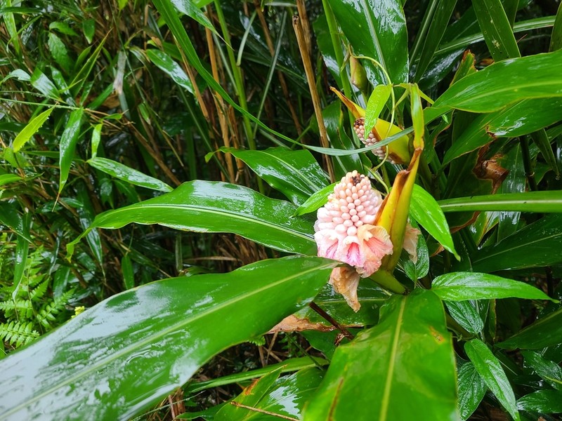 Alpinia pricei photo 3