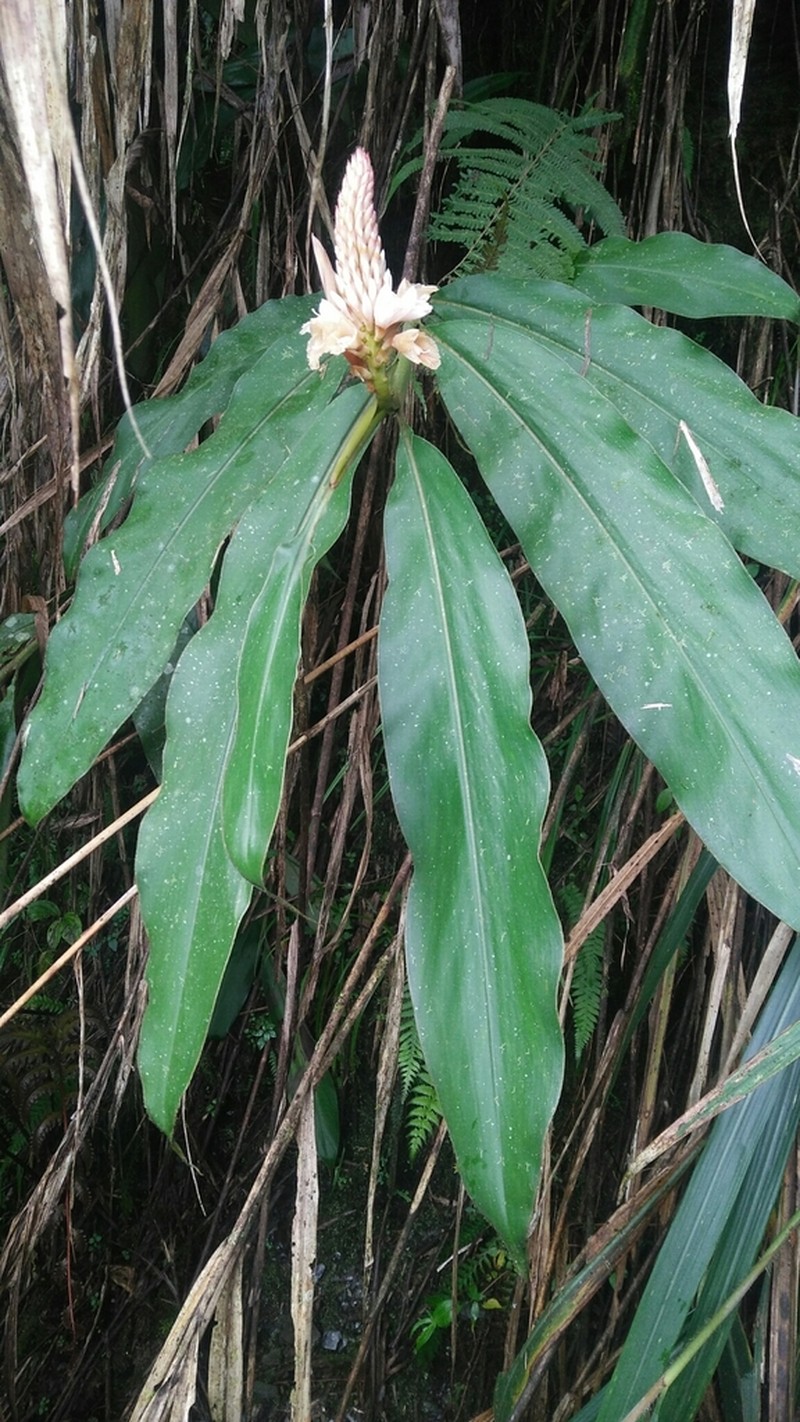 Alpinia pricei photo 4