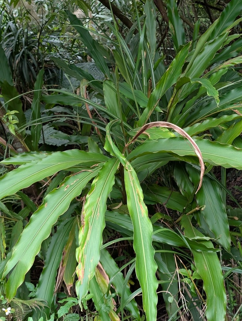 Alpinia pricei photo 5