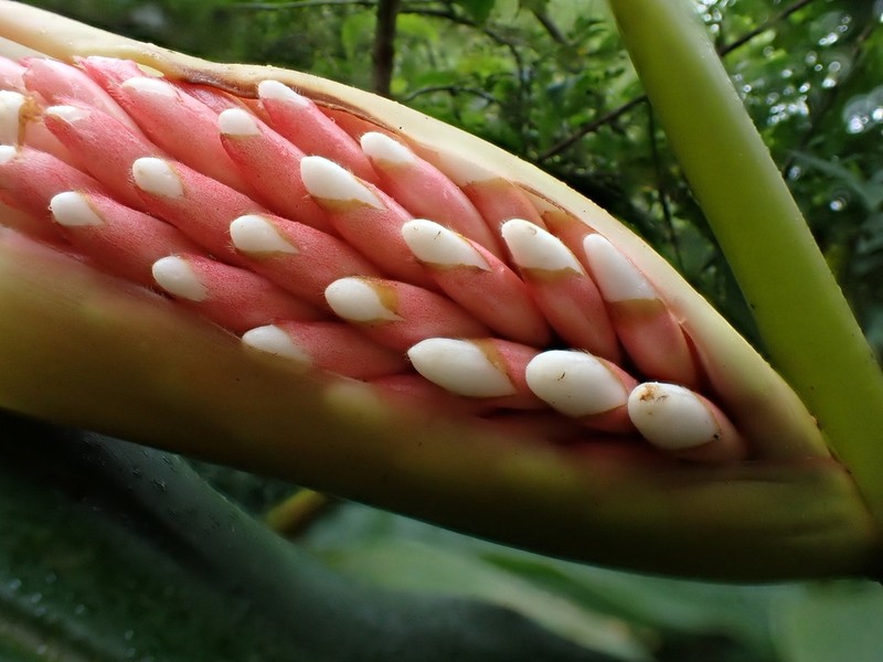 Alpinia pricei photo 6