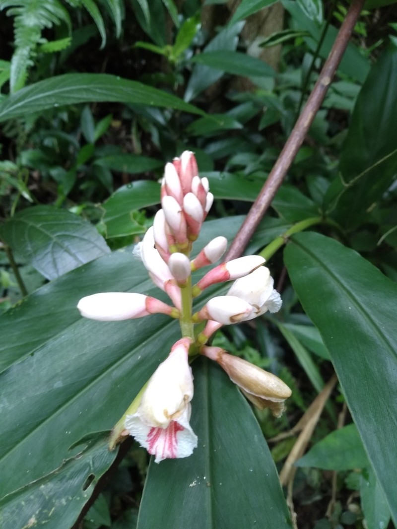 Alpinia pricei photo 7