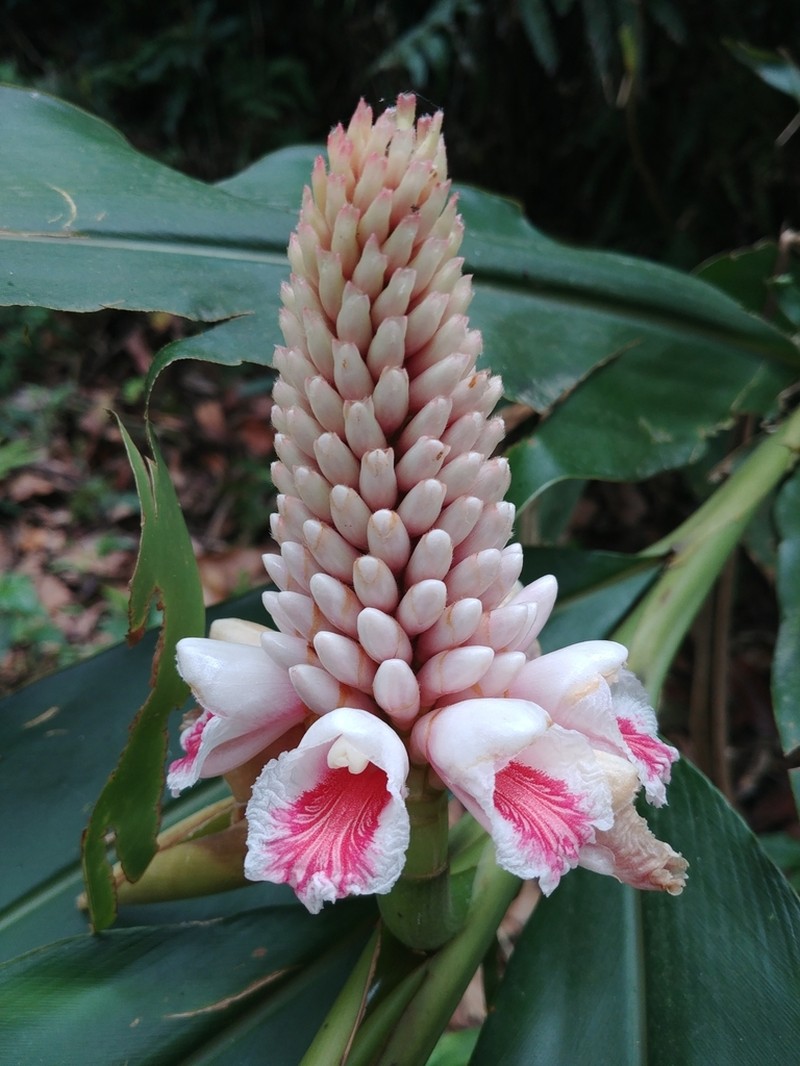 Alpinia pricei photo 8