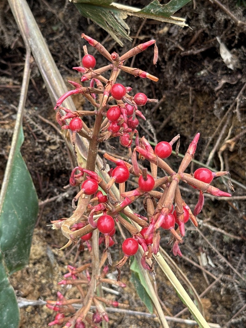 Alpinia pulchra