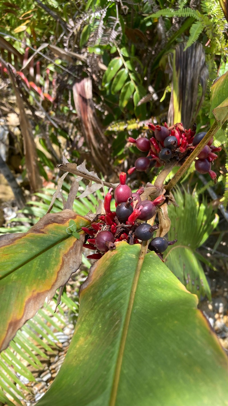Alpinia pulchra photo 2