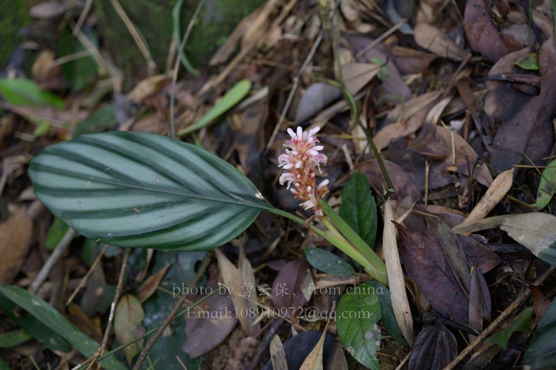 Alpinia pumila