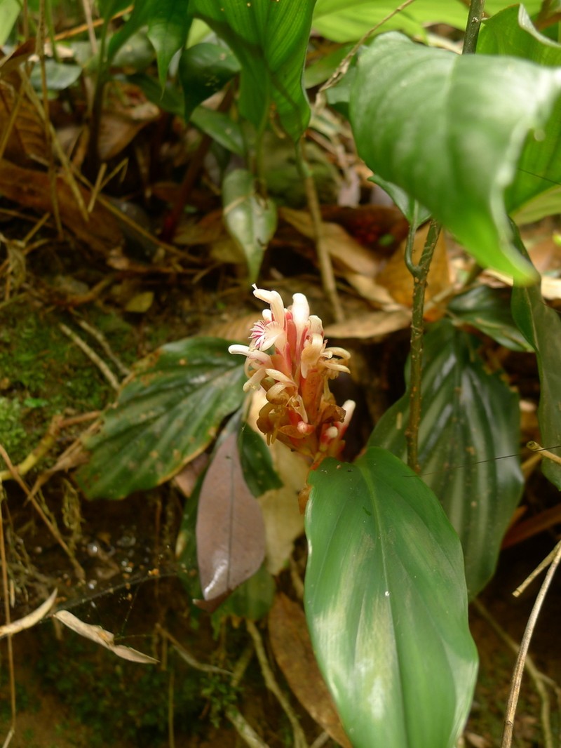 Alpinia pumila photo 2
