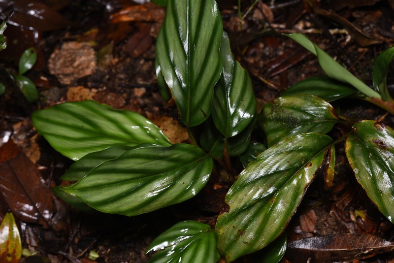 Alpinia pumila photo 3