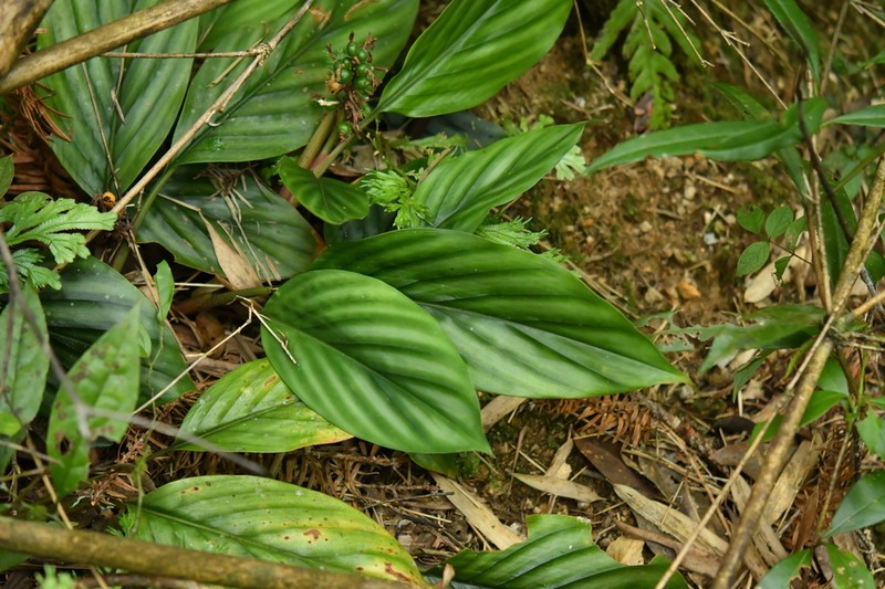Alpinia pumila photo 4