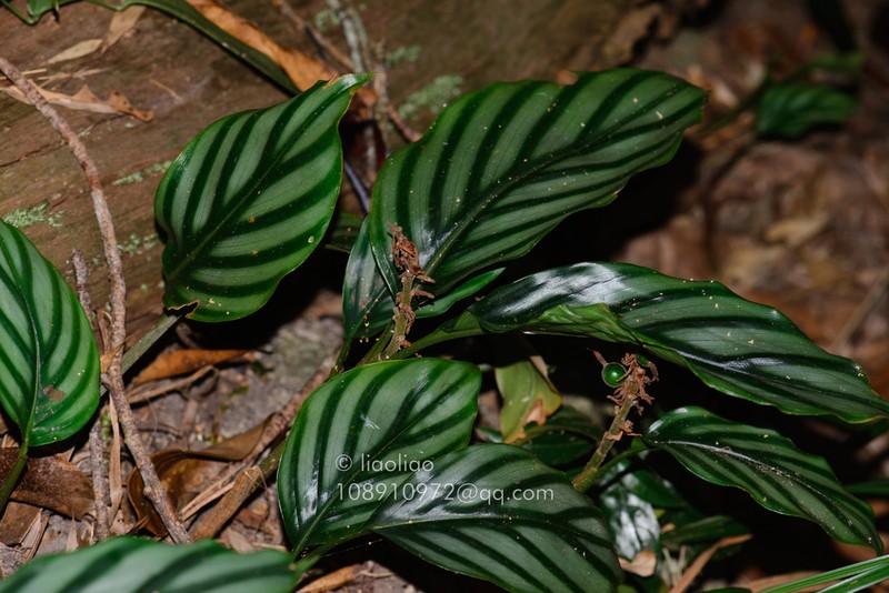 Alpinia pumila photo 5