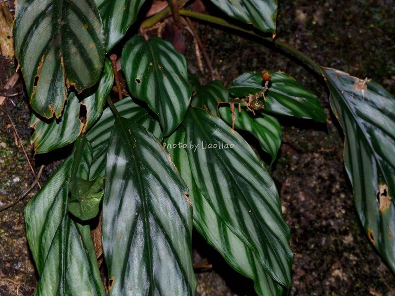 Alpinia pumila photo 6