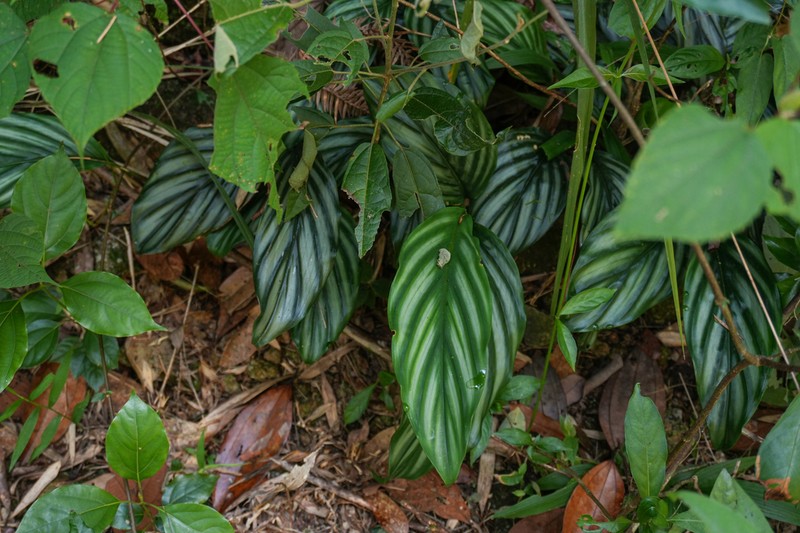Alpinia pumila photo 7