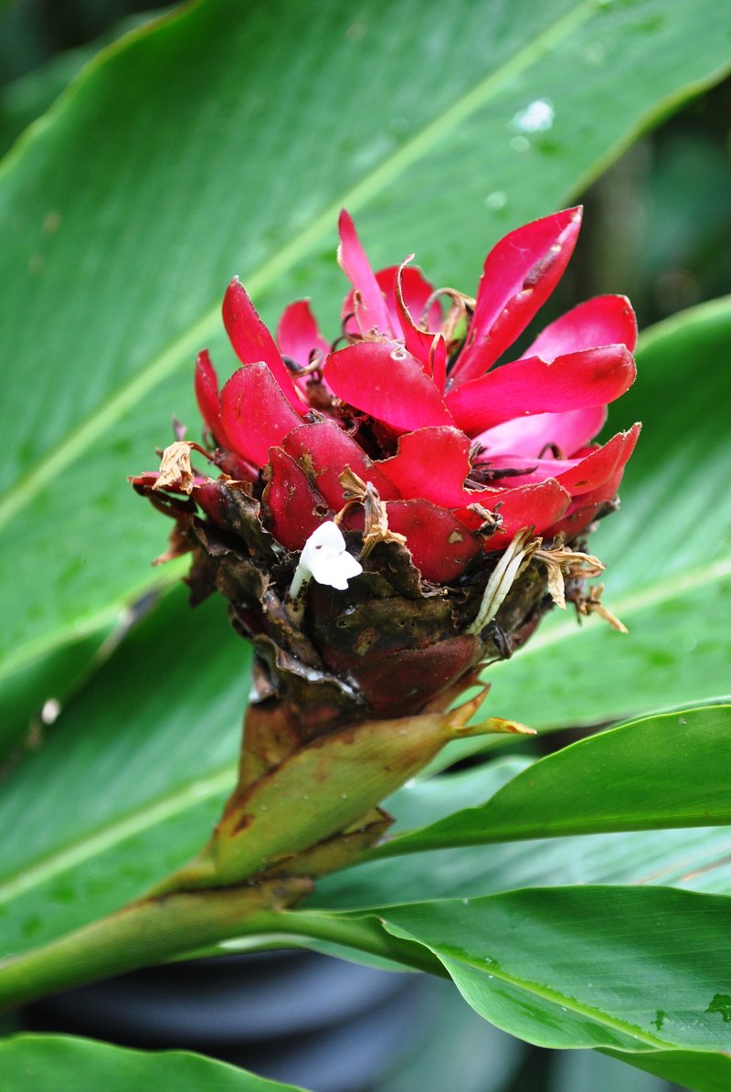 Red Ginger photo 3