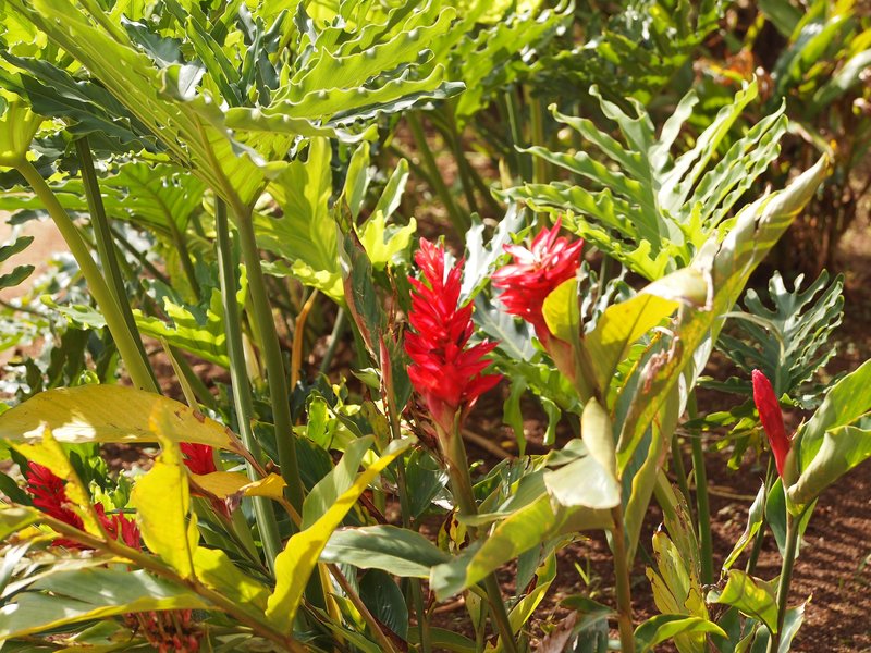 Red Ginger photo 4