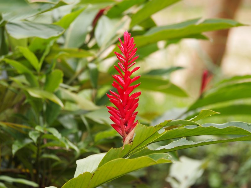 Red Ginger photo 5